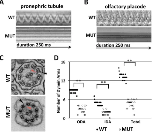 Fig. 4. Pontin is essential for cilia motility. (A,B) Kymographs showing thetype siblings.rhythmic beating of motile cilia bundles in the pronephric tubule region (A) andolfactory placode (B) in wild-type zebrafish embryos at 3 dpf