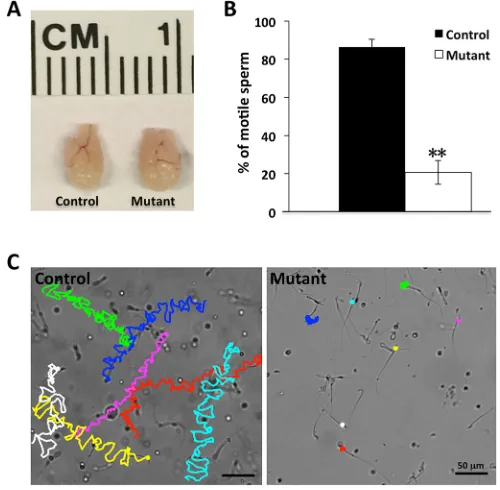 Fig. 5. Pontin(D) H&E-stained sections of the testis in sibling control and is essential for male fertility in mice