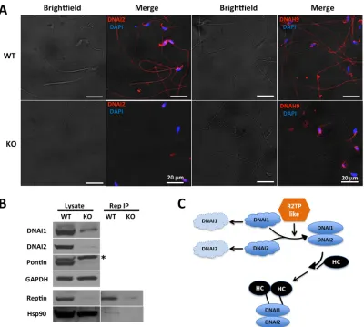 Fig. 7. Pontin is essential for dynein arm assembly during mouse sperm development. (A) Immunofluorescence staining of sperm cells from 12-week-oldwild-type and Pontinflox/flox; Stra8-Cre conditional knockout (KO) mice with anti-DNAI2 or anti-DNAH9 (red); 