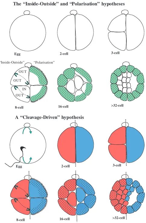 Fig. 8. Decision-making in the early mouse embryo. The prevailingmodels (upper panels) over the past 20-30 years have acknowledgeda differentiation event that discriminates ICM (white) fromtrophectoderm (pale green) lineages