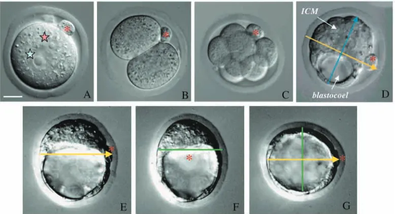 Fig. 1. Pre-implantation development of the mouse embryo from the zygote to the blastocyst stage
