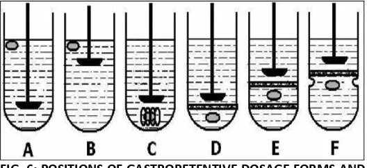 FIG. 6: POSITIONS OF GASTRORETENTIVE DOSAGE FORMS AND  ITS DISSOLUTION 
