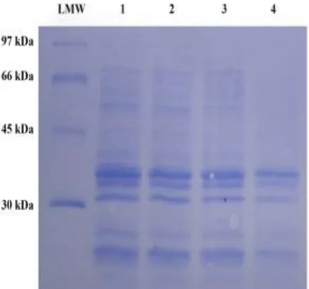 Fig. 1.  SDS-PAGE analysis with the coomassie blue staining. LMW: low molecular weight marker
