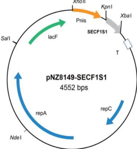 Fig. 1 Schematic representation of L. lactis expression vector pNZ8149-SECF1S1. The pNZ8149-SECF1S1 vector carries the lacF: food-grade selection marker for growth on lactose; 