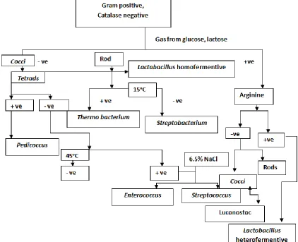 FIG. 1: LACTOBACILLUS CONFIRMATION CHART (BERGEY’S MANUAL, BUCHANAN & GIBBONS, 1974)