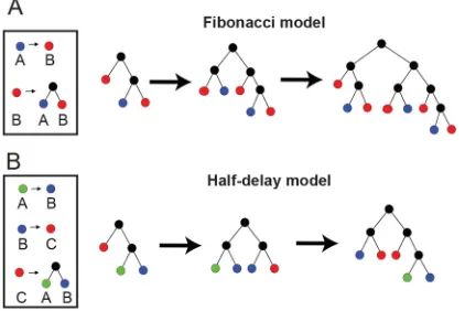 Fig. 1. Quantification of branching asymmetry in developing kidneys. (A) Branching asymmetry is quantified at each binary branch point (red) as the ratio