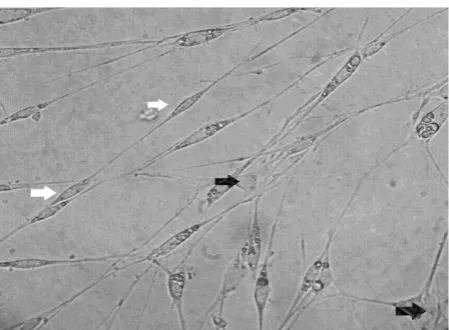 Fig. 1.  Primary culture (24 h) after digestion, showing a large number of cells attached to the bottom plate (4×)