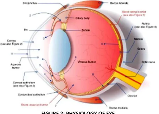 FIGURE 1: SCHEMATIC DIAGRAM OF OCULAR INSERTS 