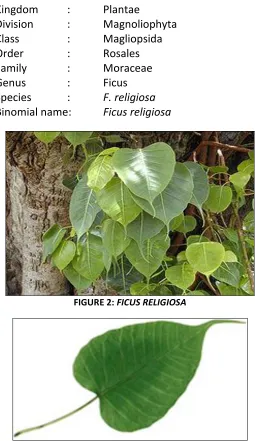 FIGURE 2: FICUS RELIGIOSA 
