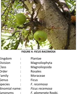 FIGURE 4: FICUS RACEMOSA 