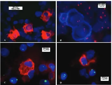 Figure 2: The MNC from patients with JMML was cultured in RPMI/10%FCS for 7 days. At day 7, the cells were analyzed simoultaneously using antibodies against CD1a or CD20 and fluoresence conjugated chromosome 7 specific DNA probe