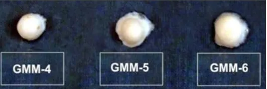 FIGURE 9: PHYSICAL CHANGES IN THE TABLET AFTER 6H OF DISSOLUTION (ALTERNATE METHOD) 