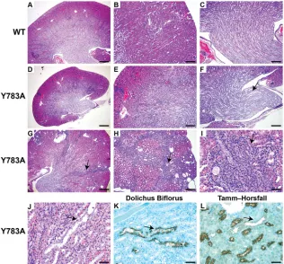 Fig. 1. Integrin βin A; 200kidneys. Four-week-old Y783A kidneys are smaller (D),with a smaller cortex (E) and a hypoplastic dysplasticmedulla and papilla (arrow) (F)