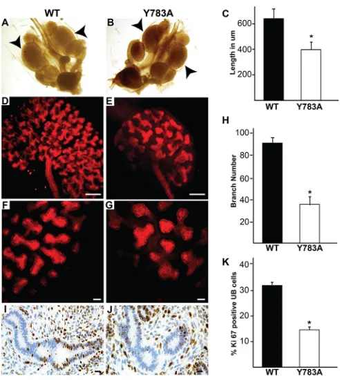 Fig. 3. Integrin β(K) The number of Ki67-positive cells was quantified and expressed as themean±s.d