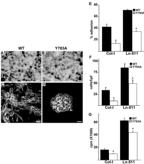 Fig. 4. Y783A mutations in the β1-integrin tail alter integrin-dependent cell functions