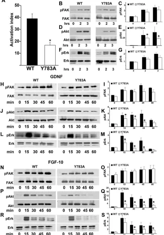 Fig. 5. Y783A mutations in the β1-integrin tail alter