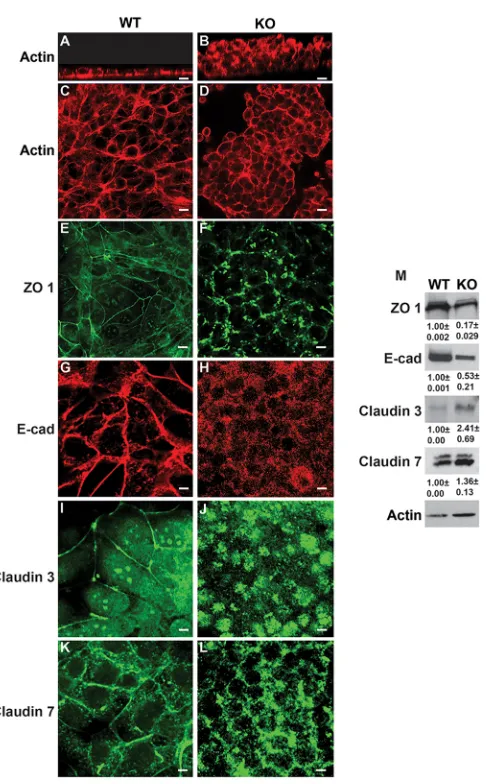 Fig. 9. Talin 1/2 KO CD cells have an integrin activation defect and alteredexpression of adherens and tight junction proteins