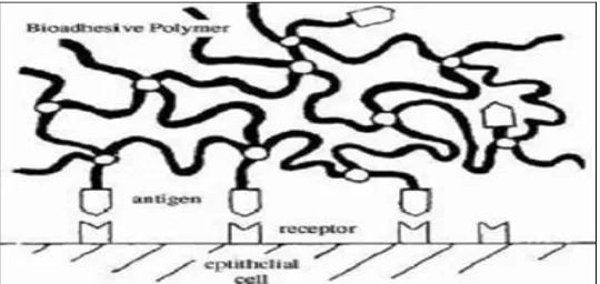 FIG. 10: BACTERIAL ADHESION -A DIAGRAM OF COVALENTLY ATTACHED FIMBRIAL PROTEIN (K99 FROM E