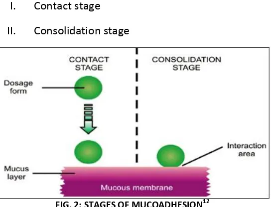 FIG. 2: STAGES OF MUCOADHESION12 
