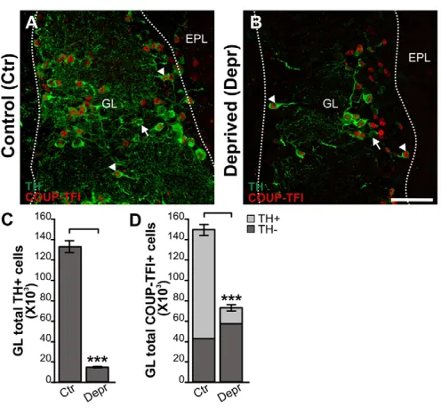 Fig. 2. Olfactory deprivation drastically decreases TH and COUP-TFIexpression.s.e.m. Student’s  (A) OB stained for COUP-TFI (red) and TH (green) in control(A) and deprived (B) mice 42 days following unilateral naris closure.(C) Number of TH+ cells in contr