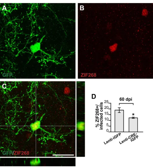 Fig. 7. Lentiviral Cre-mediated deletion of COUP-TFI decreases ZIF268expression in adult-born juxtaglomerular cells