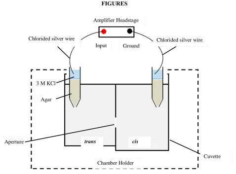 FIGURES Amplifier Headstage  
