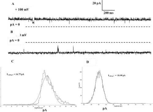 Figure 3 Single channel current of NanC in bilayer in the presence of symmetric 500 mM KCl, 20 mM HEPES, pH 7.4 shown at step voltages of + 100 mV shown in A and -100 mV in B, respectively