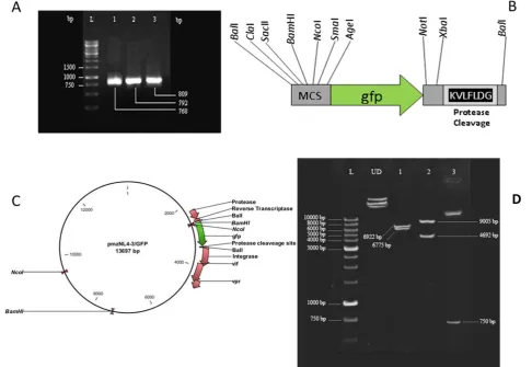 Fig. 1. pmzNL4-3/GFP plasmid construction and analysis. Agarose gel electrophoresis of three PCR products resulting from sequential amplification of gfp gene that led to the construction of the 809 bp final product (A)
