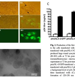 Fig. 2. Production of the first generation GFP-mzNL4-3 virions. In contrast to the cells transfected with pUC19 control plasmid (A1-A3), cells co-transfected with pmzNL4-3/GFP and helper plasmids (pSPAX2, pMD2G) produced large round syncytia (B1, shown wit