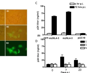 Fig. 3 . Production of the second generation GFP-mzNL4-3 virions. 72 hrs post-infection (p.i.) HEK293T cells infected with the first generation GFP-mzNL4-3 virions (50 μg of p24) produced syncytium and showed GFP emission (B1-B3), in contrast to control ce