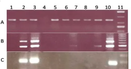 Fig. 1.  RT-PCR and nested PCR result of mouse testis samples and cell lines. (A) All samples were controlled for the presence of cDNA using the housekeeping gene HPRT1