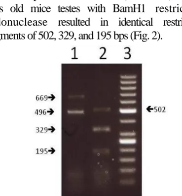 Fig. 2.  Restriction fragment analysis of Spata-19 RT-PCR products from 25 days old mouse testis by agarose gel electrophoresis