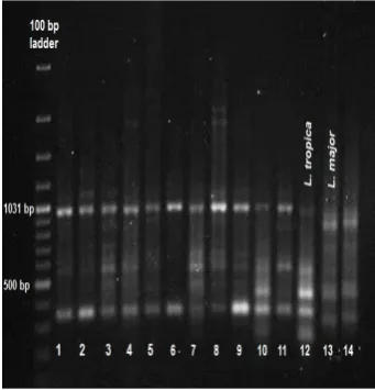 Fig. 3:  The profiles obtained from the RAPD-PCR with primer 329; Lanes 1-14: cutaneous leishmaniasis subject samples; L