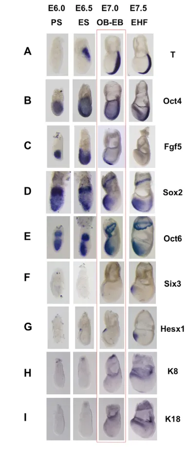 Fig. 1. Dynamic patterns of marker gene expression during ectodermformation in mouse embryos.in the epiblast and ExE, before being restricted to the anterior side from E6.5.(F)  (A) T is expressed in the posterior side fromE6.5