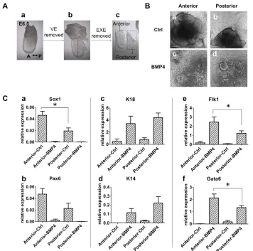 Fig. 2. The anterior part of the embryonicectoderm at E6.5 is pluripotent.(A) Dissection process of E6.5 mouseembryos