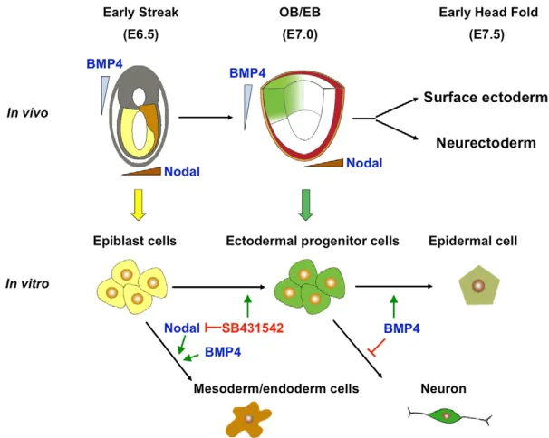 Fig. 8. Model for ectoderm formation during mouse