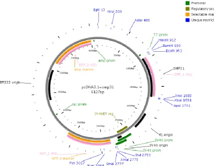 Fig. 1.  pcDNA3.1+omp31 vector. The omp31 gene was cloned into the multiple cloning site (between EcoR I and Xho I) in pcDNA3.1+
