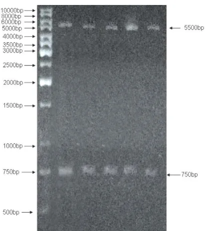 Fig. 2. Agarose gel electrophoresis of the pcDNA3.1+omp31 plasmid restriction digest. Lane M, DNA size marker; lane 1, plasmid digested with EcoR I and Xho I