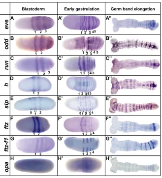 Fig. 1. Eight Dermestesin intensity, with fading anterior expression. (C-Ccap-like expression in the posterior