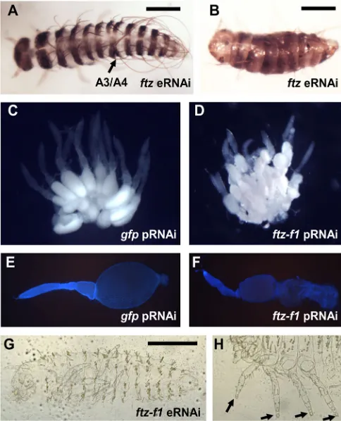 Fig. 3. Dmac-ftzeRNAi. (A) Mildly affected embryo with single segmental fusion (arrow).(B) Severely affected larva with shortened body length and fewer segments.(C,E) Wild-type-like ovaries fromoval-shaped, developing oocyte in each ovariole