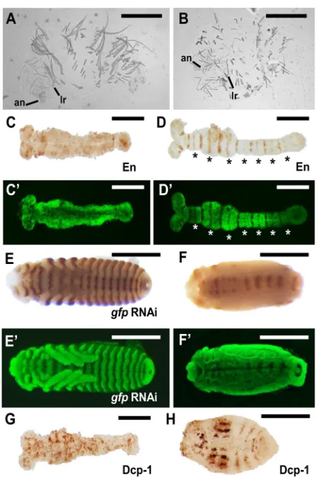 Fig. 5. Dmac-prdsegmentation or milder segmentation defects, respectively. (E) Striped Enexpression at the posterior border of each segment in control embryos.(F) Only residual En expression is detected along the midline after doubleknockdown