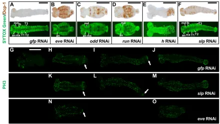 Fig. 6. Increased apoptosis and disrupted mitosis after Dermestes(arrows in K,L). (N,O) PRG knockdown