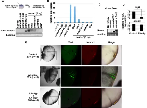 Fig. 1. Dnd1 is necessary and sufficient for nanos1western blot.nanos1downstream of the translation initiation site