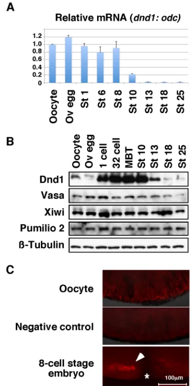 Fig. 2. Dnd1 expression pattern. (A) RT-PCR shows the expression ofvegetal pole of oocytes or embryo