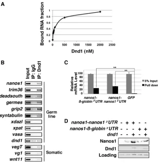 Fig. 3. Dnd1 binds nanos1 RNA. (A) Double-filternucleic acid-binding assay shows that recombinantDnd1 protein binds nanos1 RNA