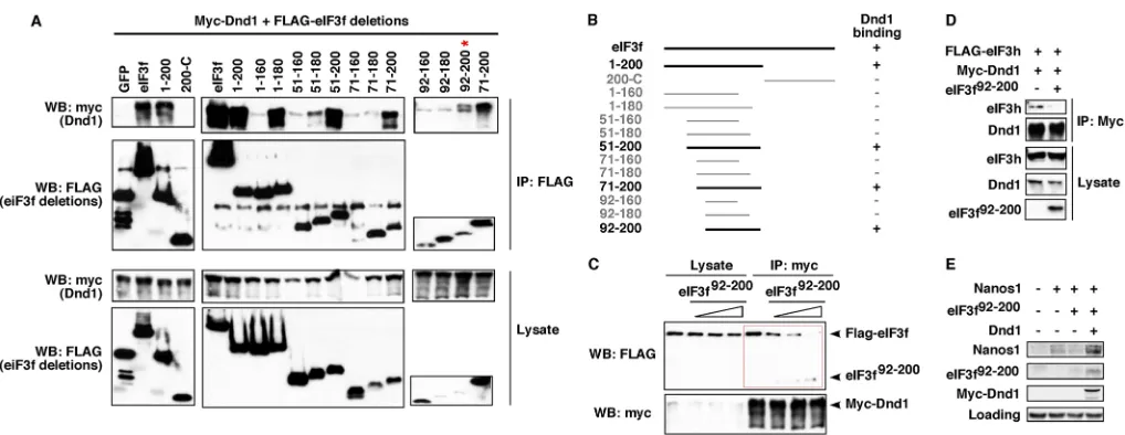 Fig. 6. Interaction between Dnd1 and eIF3f is essential for nanos1injected into fertilized eggs alone or withCell lysates were immunoprecipitated with an anti-myc antibody and analyzed by western blot