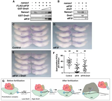Fig. 8. Dnd1 relieves the inhibitory effect of eIF3f on nanos1interaction blocks the repressive activity of eIF3f and promotes the translation ofcomplex (PIC) from scanning and initiating translation