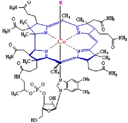 FIGURE 1: GENERAL STRUCTURE OF VITAMIN B12R represent to either a cyano group (-CN) (cyanocobalamin), a hydroxyl group (-OH) (hydroxocobalamin), a methyl group (-CH3) (methylcobalamin)  or a 5'-deoxyadenosyl group (5-deoxyadenosylcobalamin) 
