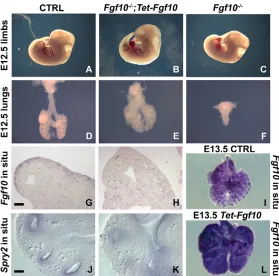 Fig. 1. Fgf10Fgf10(lungs (I) and (L). (type lung (G) and rtTA;Tet-Fgf10Fgf10 overexpression partially rescues lung and limbagenesis in Fgf10−/− mice