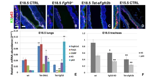 Fig. 8. Fgf(10) signaling regulates basal cell differentiation in the trachea. (Scgb1a1of relative Rosa26-rtTA;Tet-sFgfr2bA-D) Immunostaining for p63 and K5 on E18.5 wild-type (A), Fgf10−/− (B), induced from E15.5 (C) and E15.5 wild-type (D) tracheas